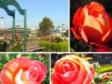 Link to Elliott Bay Roses