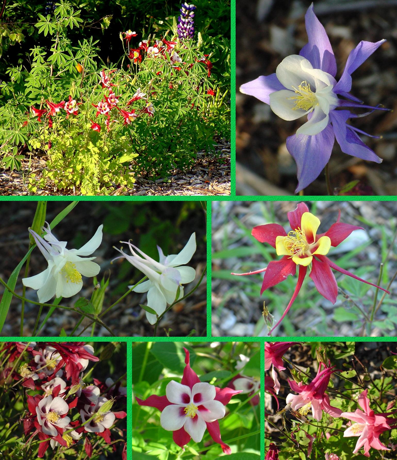 Elliott Bay Columbine - June 15, 2001 - Enlarged