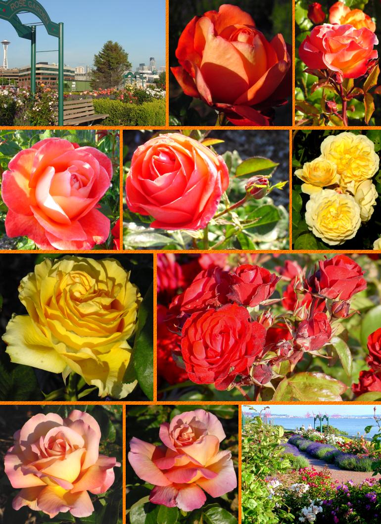 Elliott Bay Roses (Bottom) - June 15, 2001