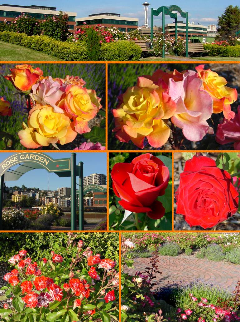 Elliott Bay Roses (Top) - June 15, 2001