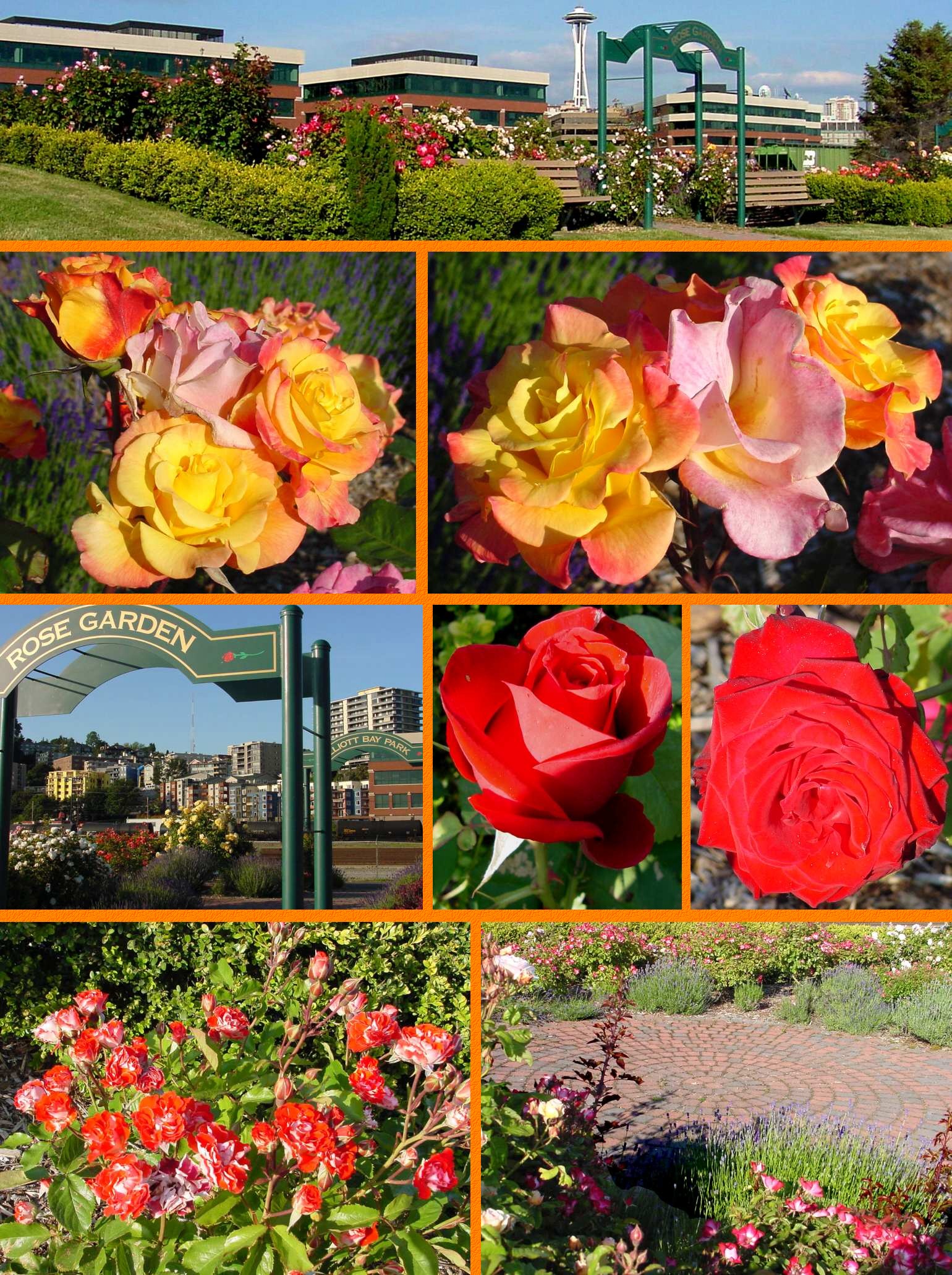 Elliott Bay Roses (Top) - June 15, 2001 - Enlarged