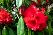 Link to Facebook album "First 3D Red Torus Rhodie Photos - 4/10/12"