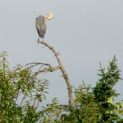 Link to Facebook album "A Great Blue Heron Perched at the Top of our Tall Tree - 9/1/09"