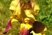 Link to Facebook album "My Irises and Red Rhodies - June 12, 2011"