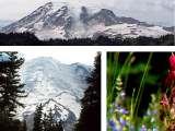 Link to Mount Rainier National Park