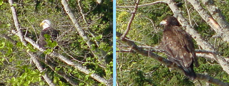 Bush Point Beach Eagles - April 18, 2001