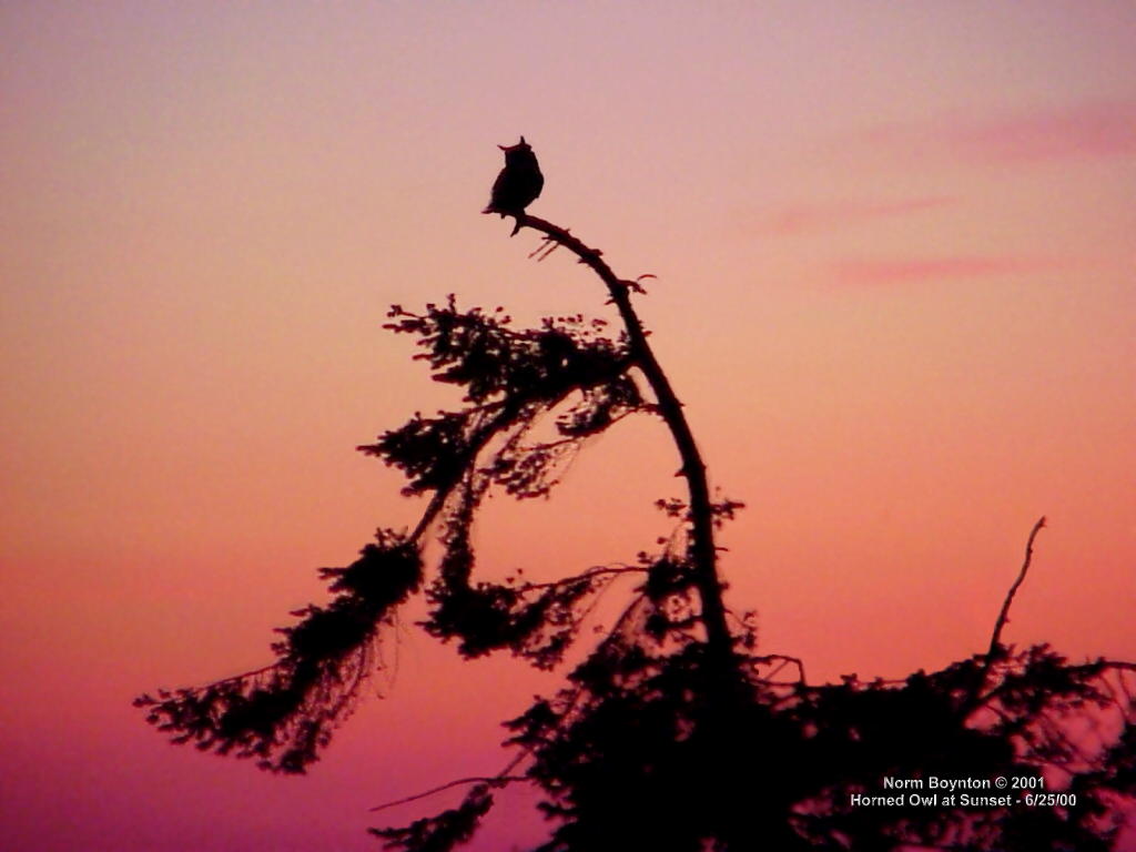 Wallpaper Photo - "Horned Owl at Sunset" - 1024 x 768