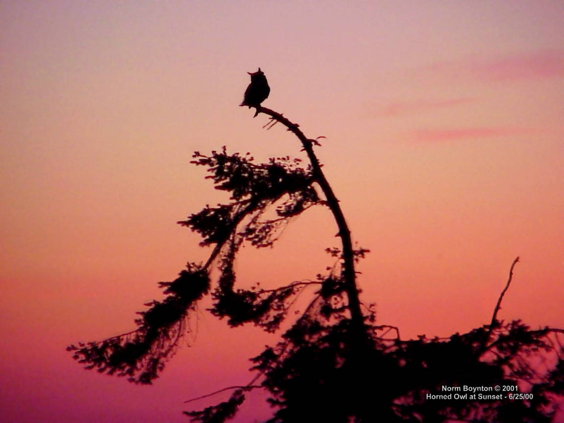 Wallpaper Photo - "Horned Owl at Sunset" - 1152 x 864