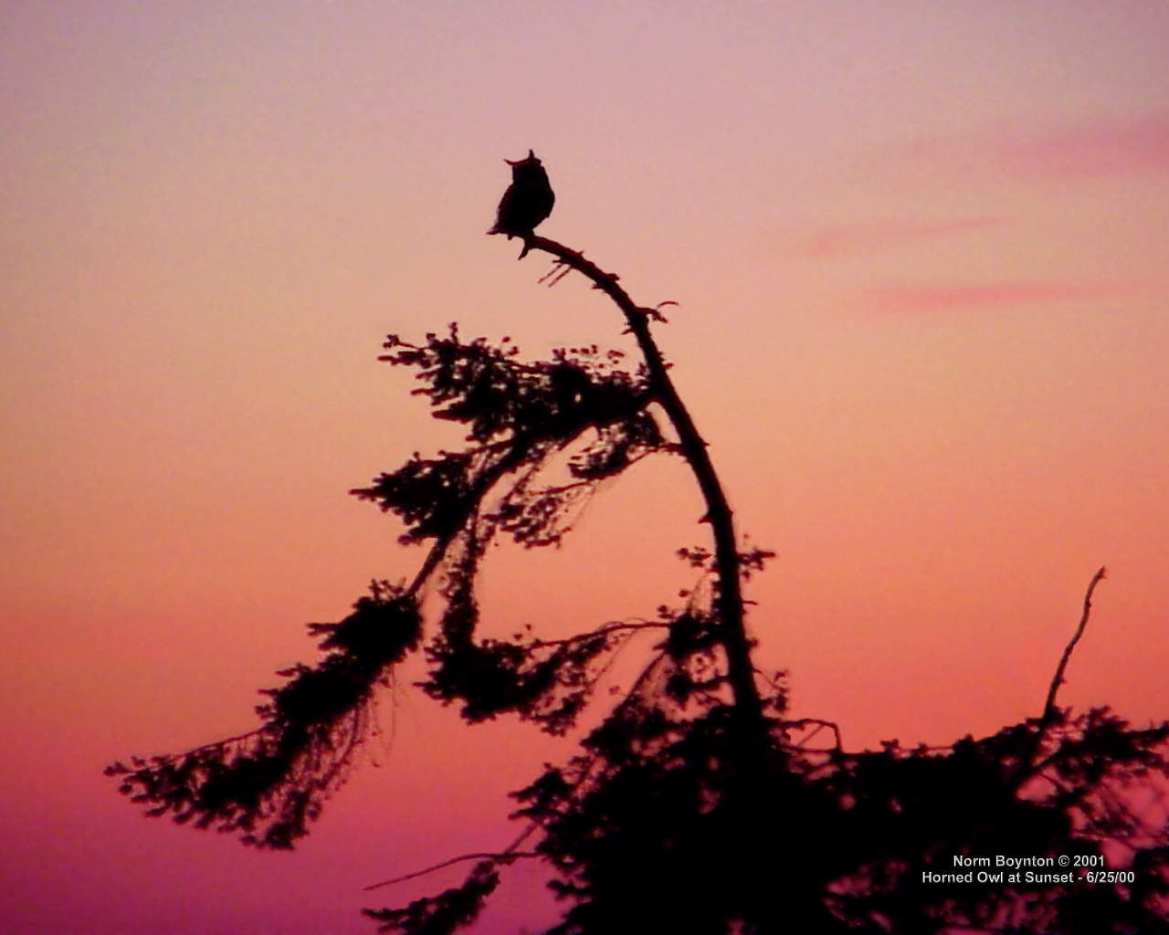 Wallpaper Photo - "Horned Owl at Sunset" - 1280 x 1024