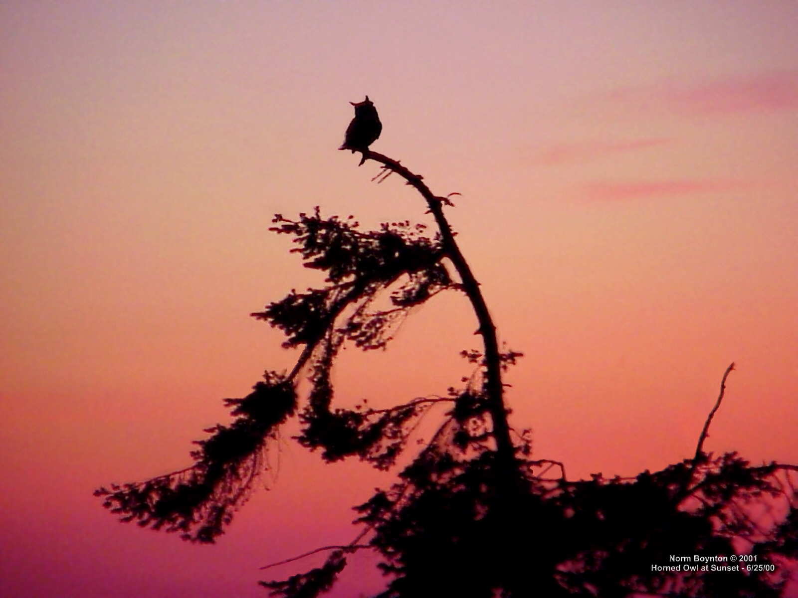 Wallpaper Photo - "Horned Owl at Sunset" - 1600 x 1200