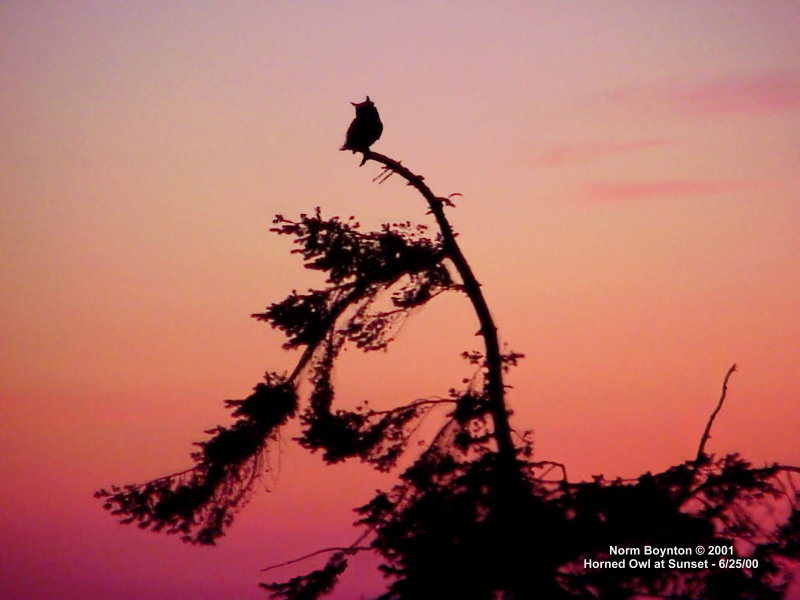 Wallpaper Photo - "Horned Owl at Sunset" - 800 x 600