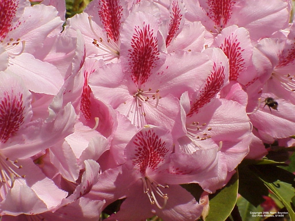 Wallpaper Photo - "Our Pink Rhodies" - 1024 x 768