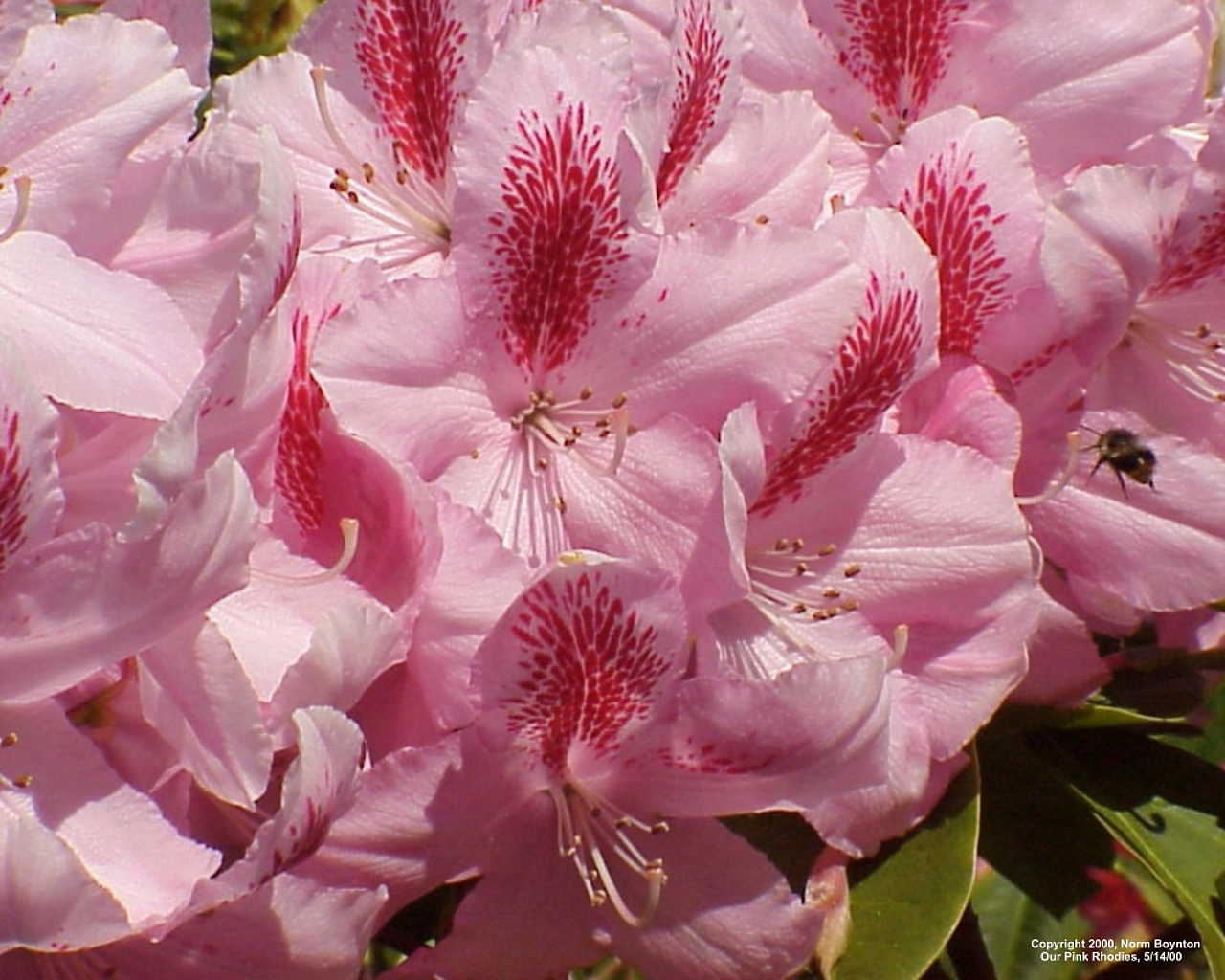 Wallpaper Photo - "Our Pink Rhodies" - 1280 x 1024