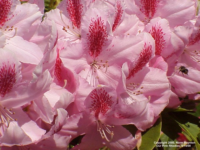 Wallpaper Photo - "Our Pink Rhodies" - 640 x 480