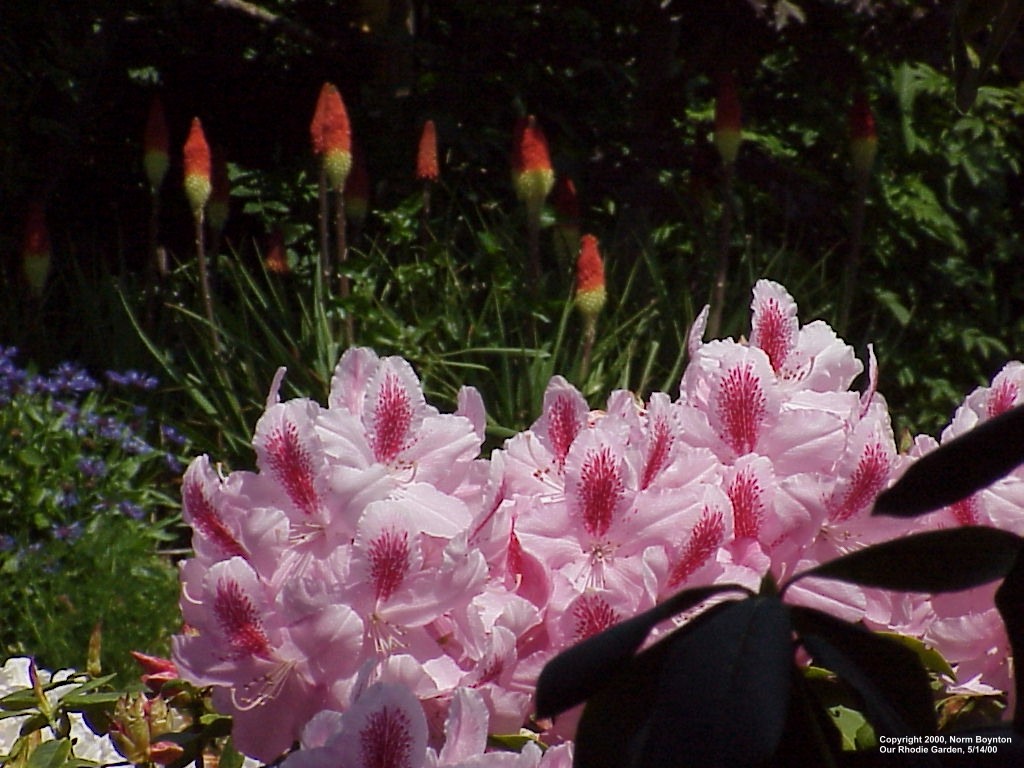 Wallpaper Photo - "Our Rhodie Garden" - 1024x768