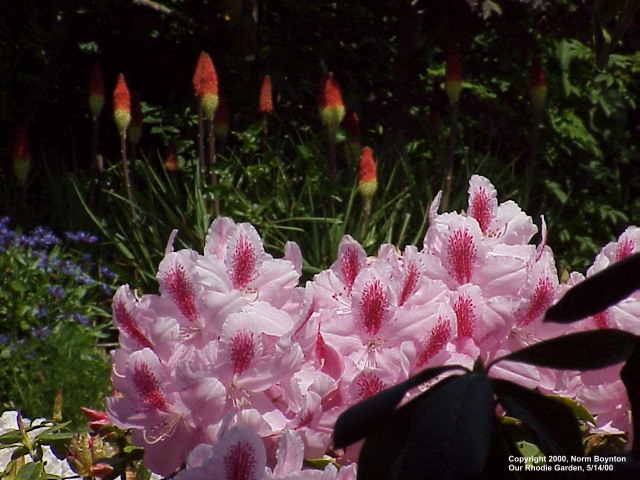 Wallpaper Photo - "Our Rhodie Garden" - 640x480