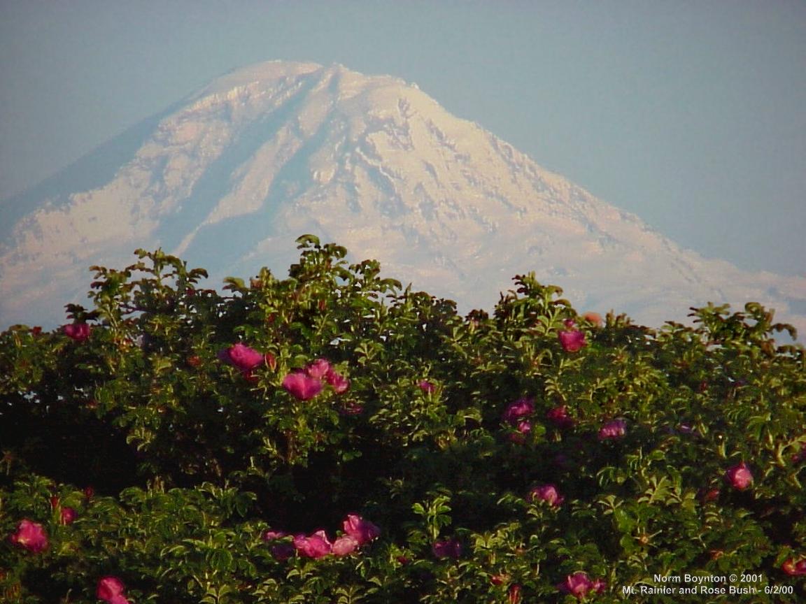 Mt. Rainier and Rose Bush - 1152x864