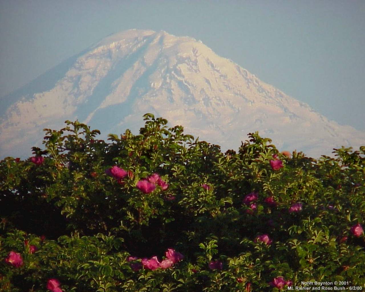 Mt. Rainier and Rose Bush - 1280x1024