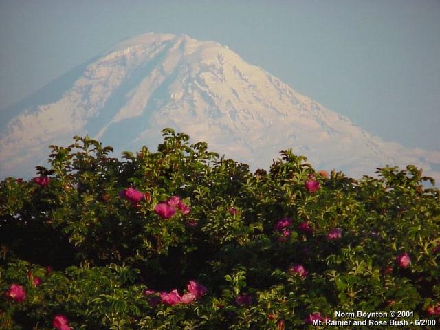 Mt. Rainier and Rose Bush - 640x480