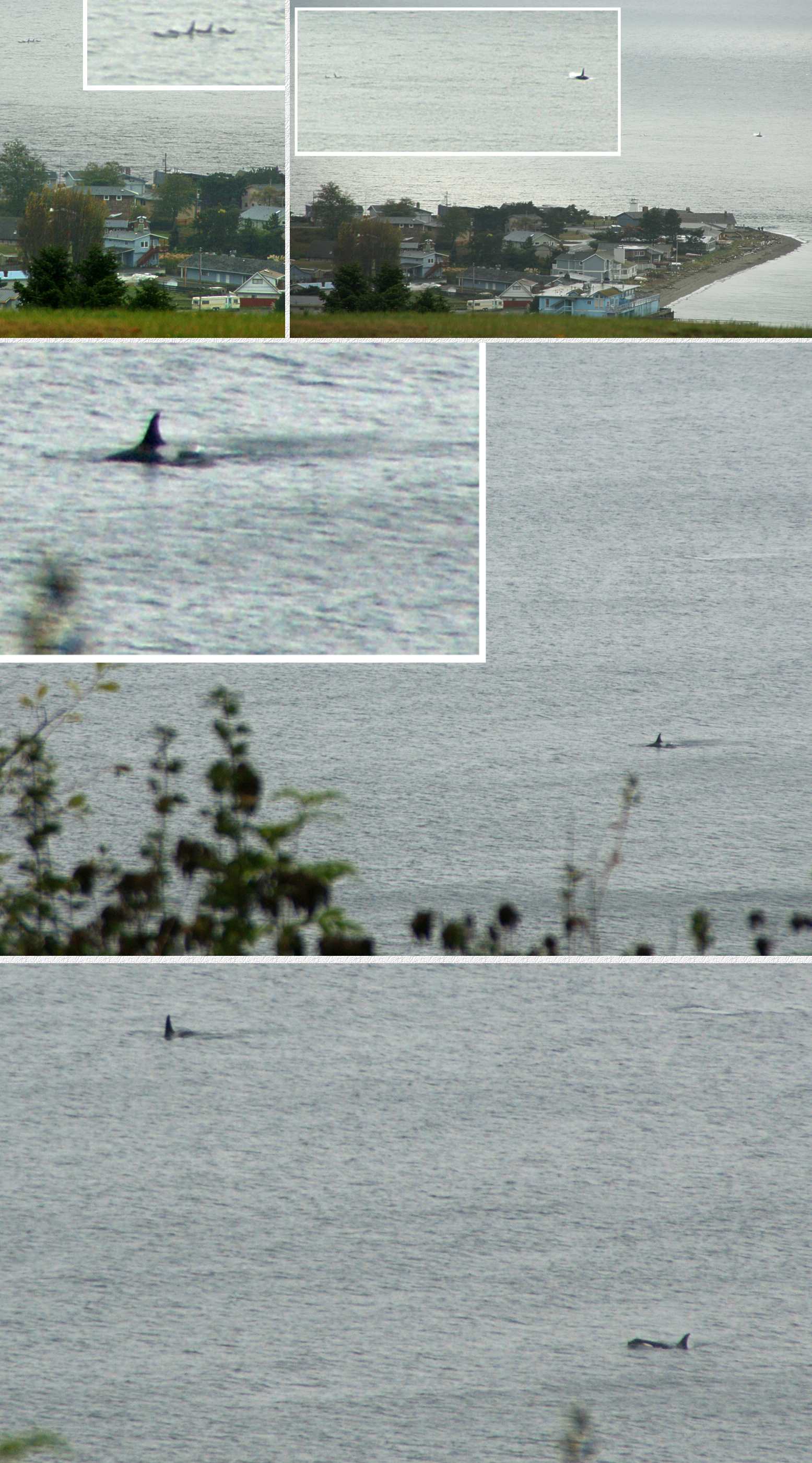 Killer Whales, Finally, as seen from our deck, Enlarged - 11/6/08