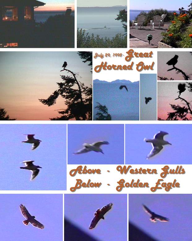Owl, Gulls, Eagle