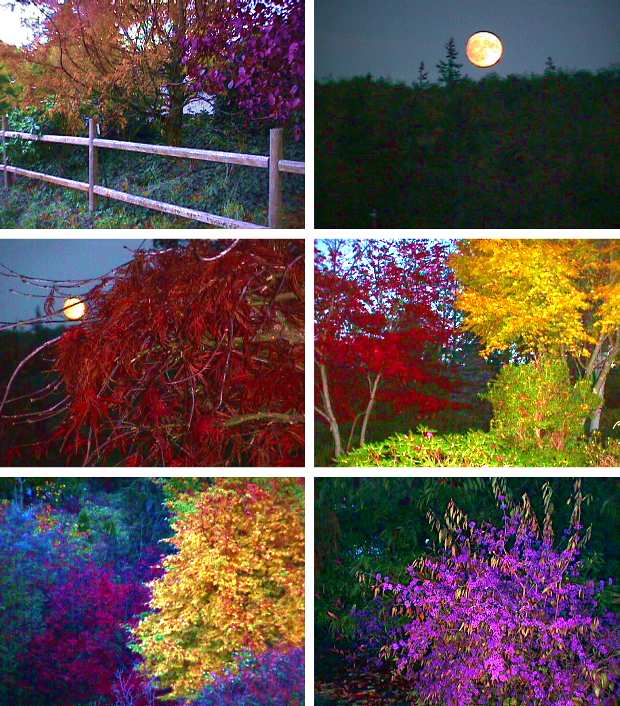 Autumn Evening on Rhodie Lane