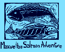 Link to Maxwelton Salmon Adventure