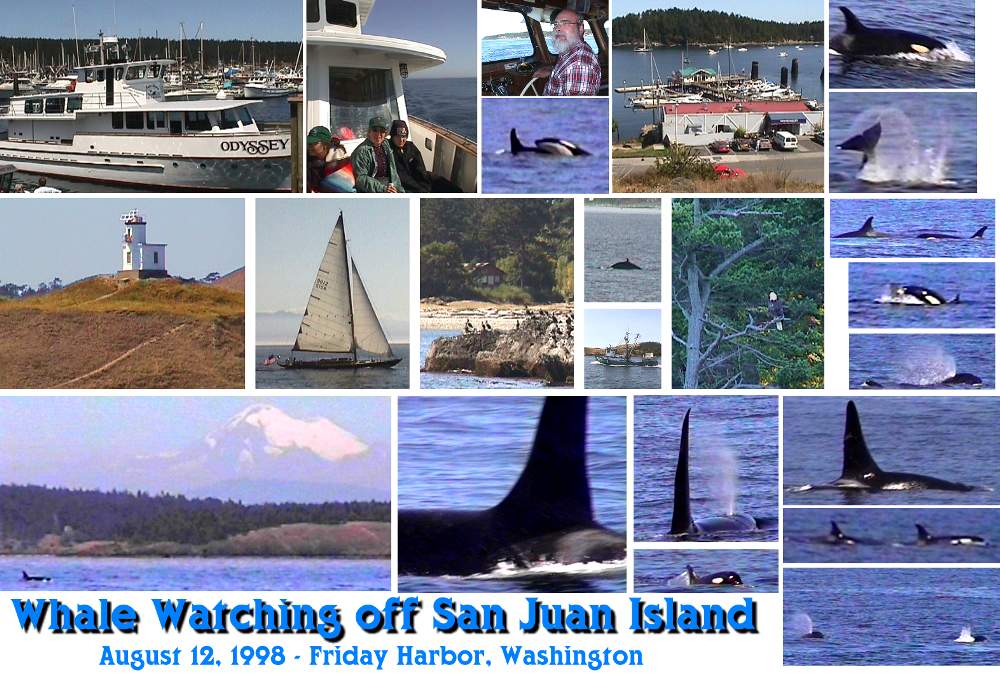 San Juan Islands Whale Watching